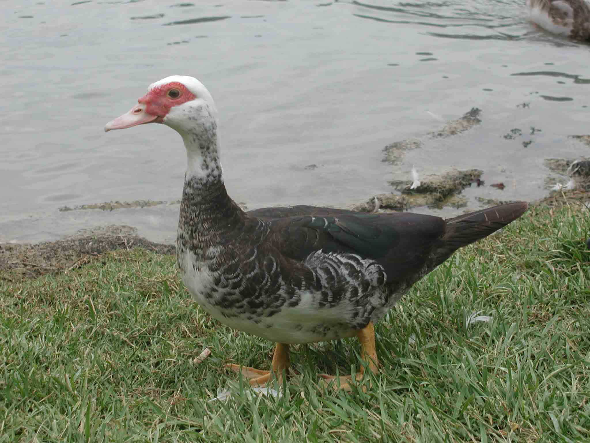 Anatra muta - Cairina moschata